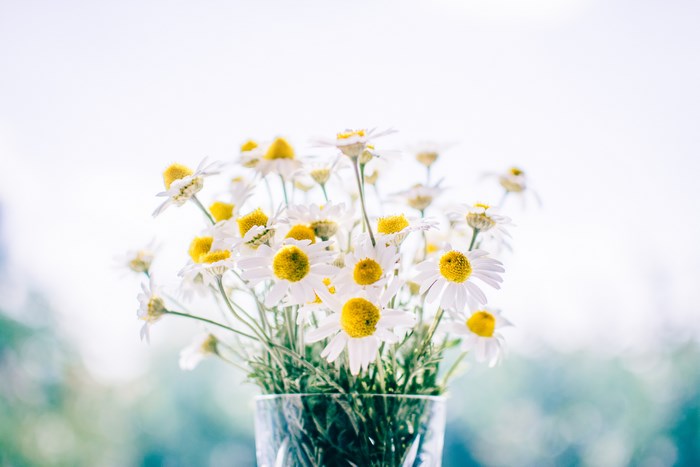 A vase of white daisies with yellow centers