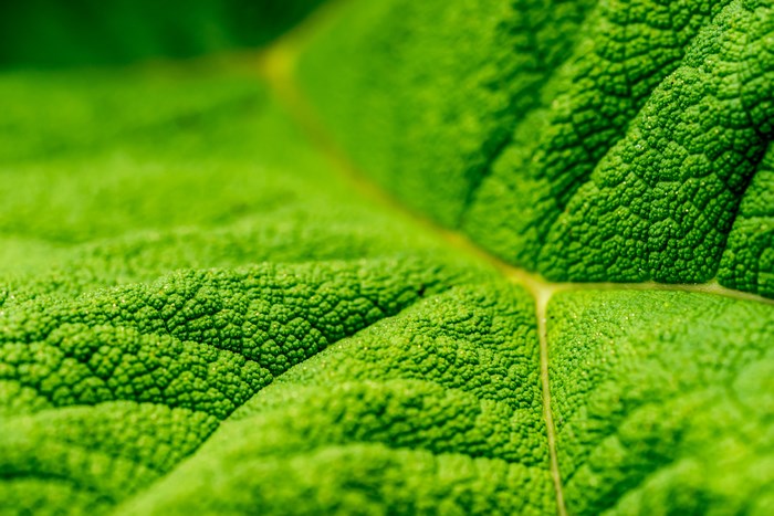 Macro view of a textured green leaf with veins