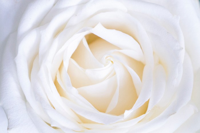 Close-up of a white rose bloom