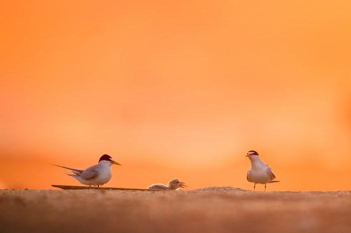 Least Tern Family at Sunset on a Beach