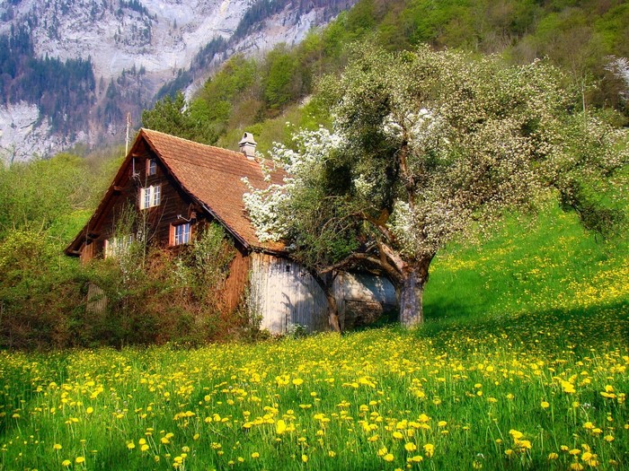 Cottage in a field of yellow flowers with mountains