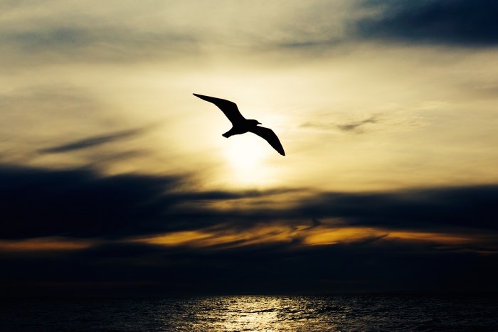 Silhouette of a seagull flying over the ocean at sunset