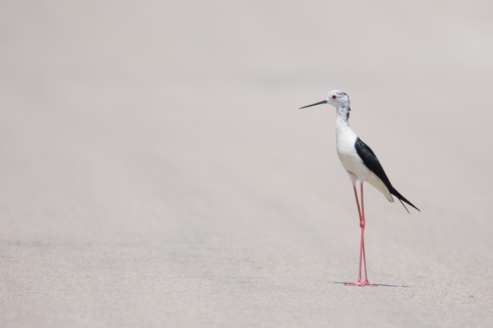Black-winged stilt bird standing on sand