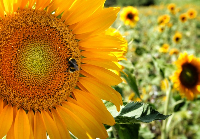 Bee on a Sunflower in a Field