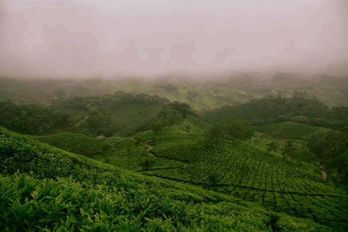 Misty Green Tea Plantation on Rolling Hills