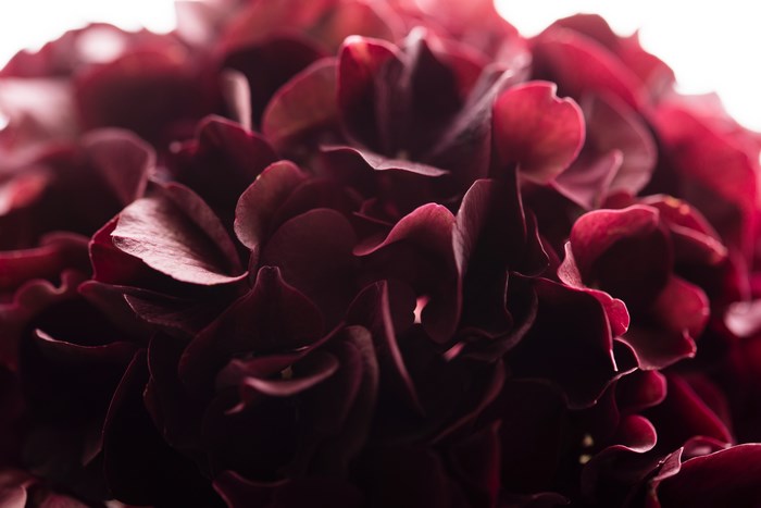 Close-up of dark red hydrangea petals