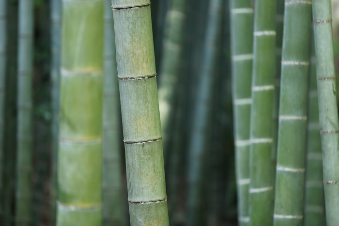Green bamboo stalks in a forest