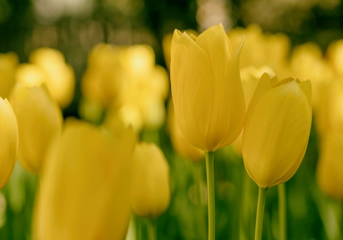 Yellow tulips in a field during spring