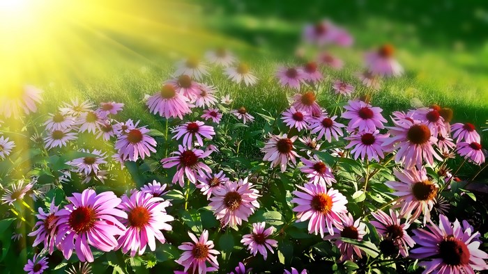 Pink coneflowers in the sun with sunrays