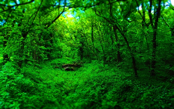 Green forest with a stone bridge