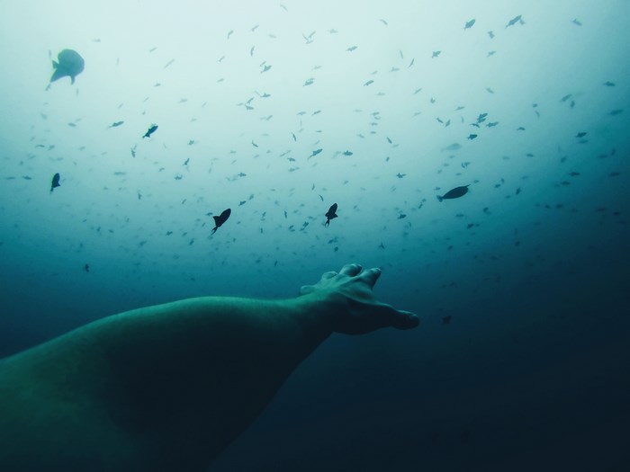 Underwater Arm Reaching Towards School of Fish