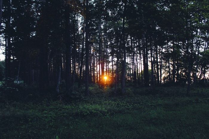 Sunset in a dark forest with grass