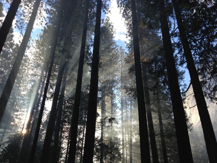 Sunlight streams through tall trees in a forest