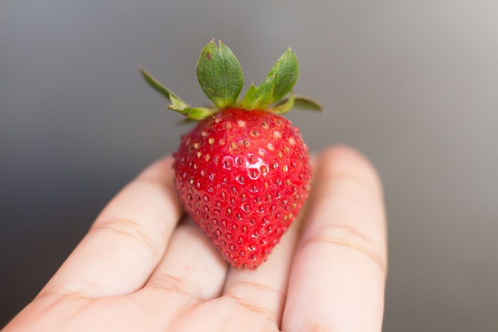 Close-up of a red strawberry held in a hand