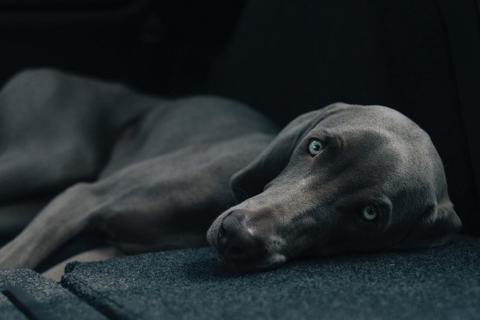 Weimaraner dog with blue eyes lying down