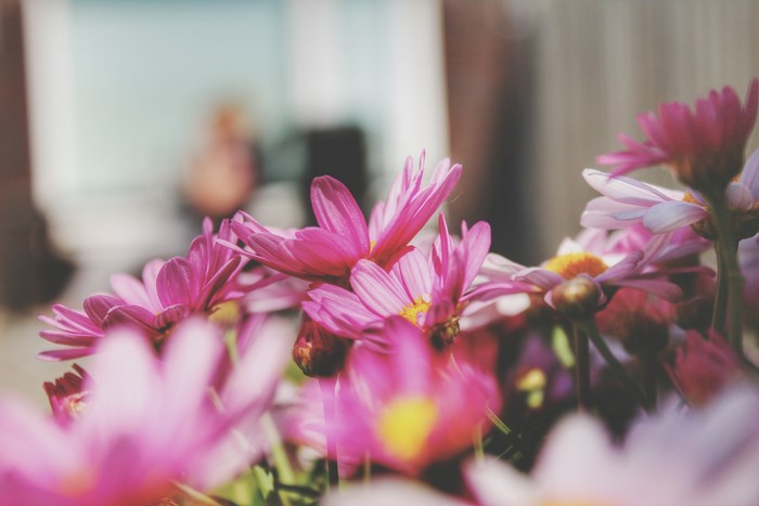 Pink and yellow flowers with bokeh background