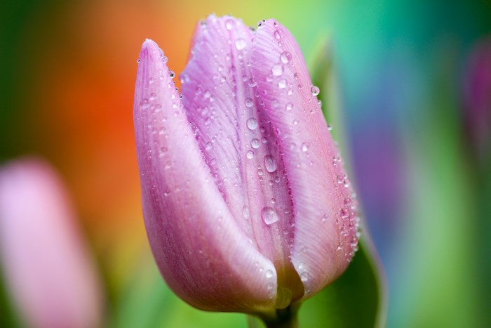 Pink tulip with water drops and colorful background