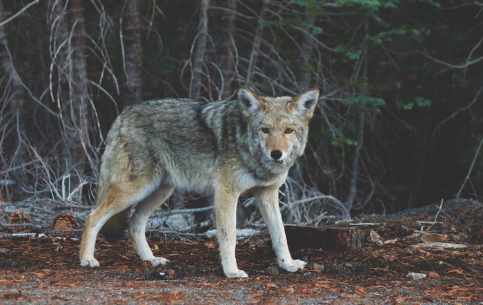 Coyote standing in a forest