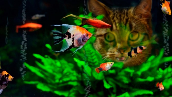 Cat watches angelfish and other fish in aquarium