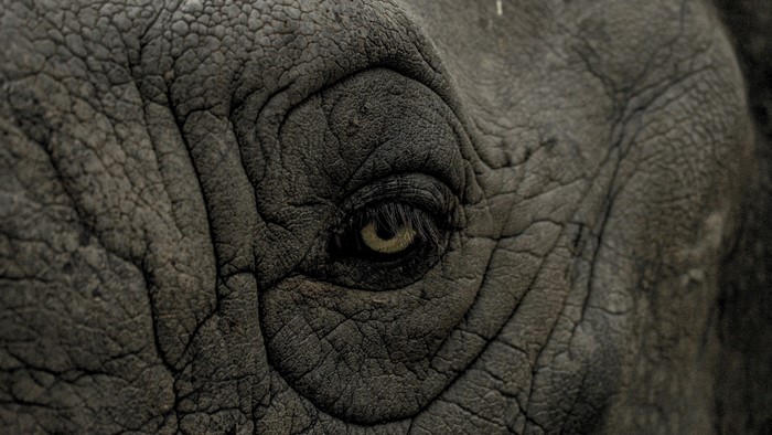 Close-up of an elephant's eye and wrinkled skin