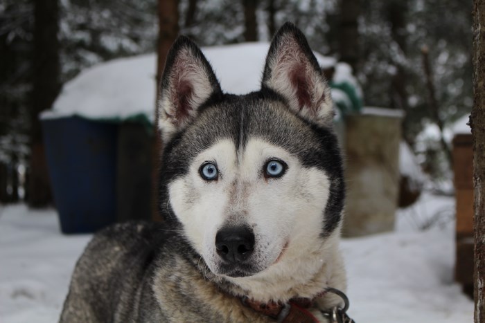 Husky dog with blue eyes in the snow