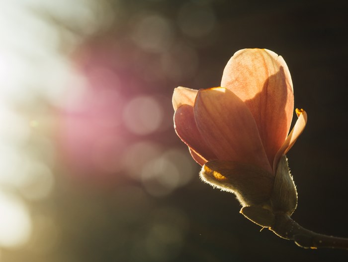 Magnolia bud backlit by sunlight