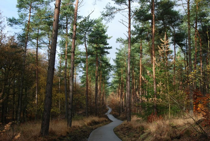 A winding path through a pine forest in autumn