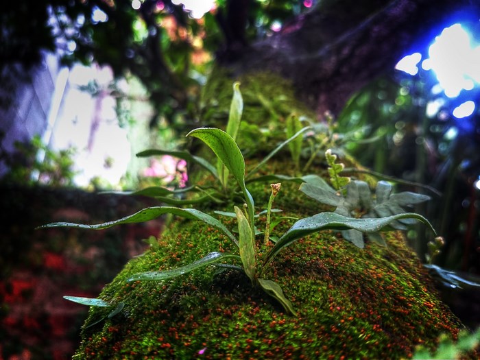Mossy tree trunk with ferns and plants