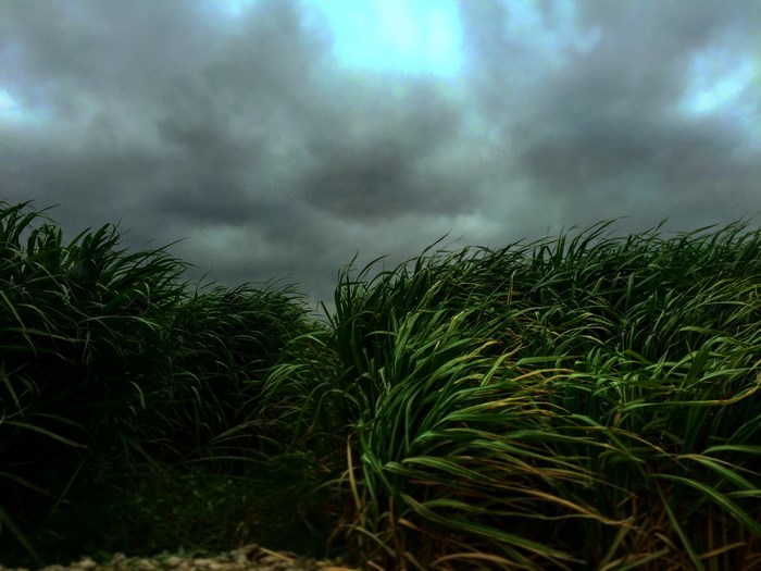 Sugarcane field under a stormy, cloudy sky