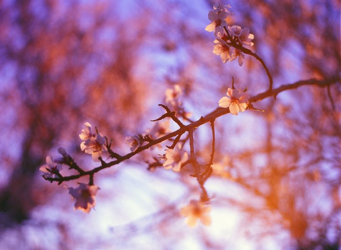 Almond blossoms on a branch at sunset