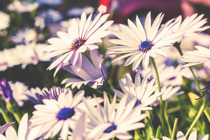 White daisies with blue centers in bloom