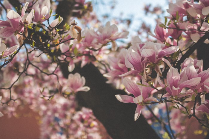 Pink Magnolia Blossoms on a Tree Branch in Locarno, Switzerland