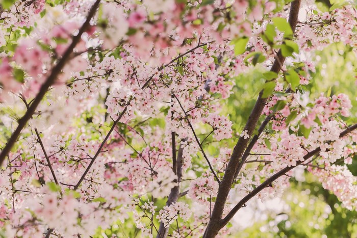 Pink cherry blossoms on tree branches in spring