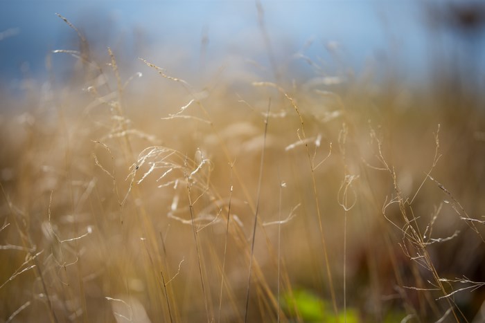 Dry grass in soft focus with blue sky background