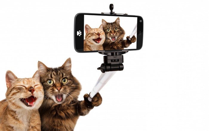 Two cats taking a selfie with a selfie stick