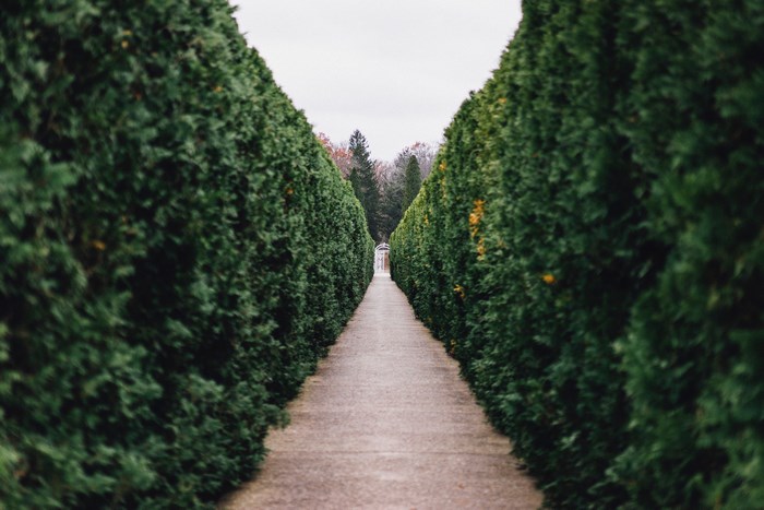 A straight pathway lined with tall green hedges