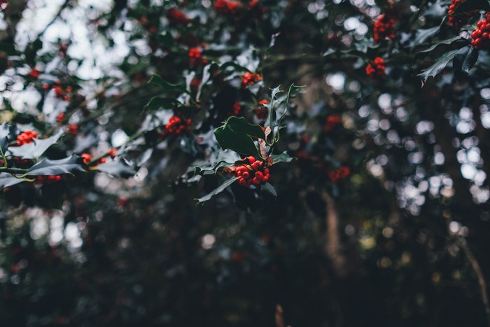 Red berries on a holly tree with bokeh