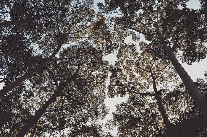 Looking up through trees in a forest