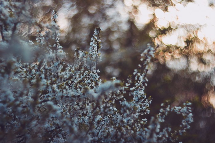 Close-up of white blossoms on a tree with bokeh background