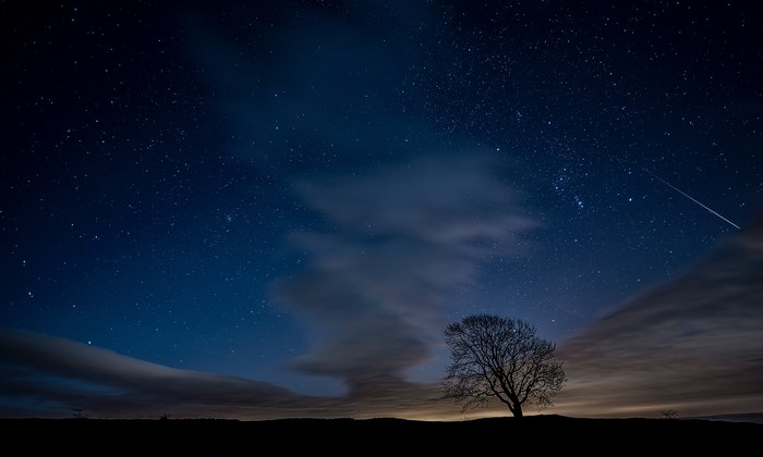 Silhouette of a tree under a starry night sky with a shooting star