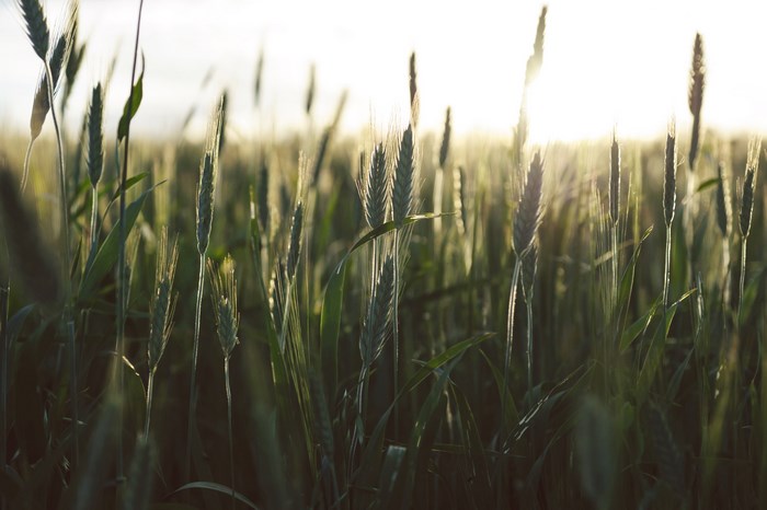 Wheat field at sunset with sun flare