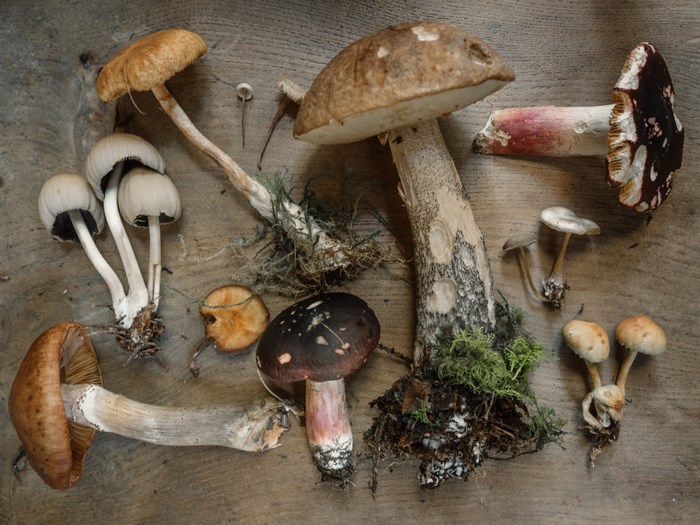Assortment of foraged mushrooms on a wooden surface