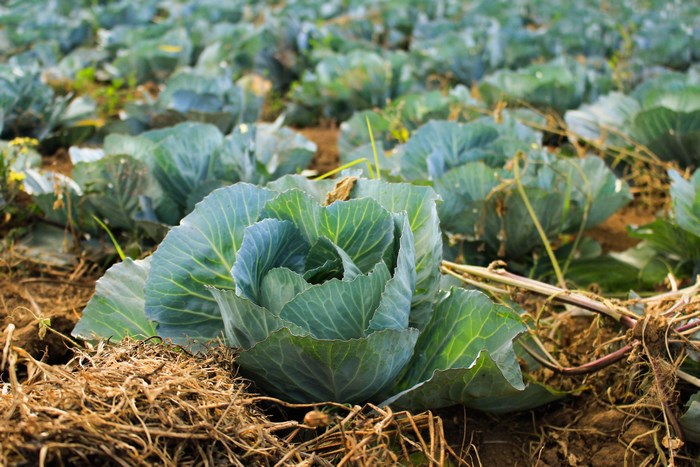Field of growing green cabbage plants
