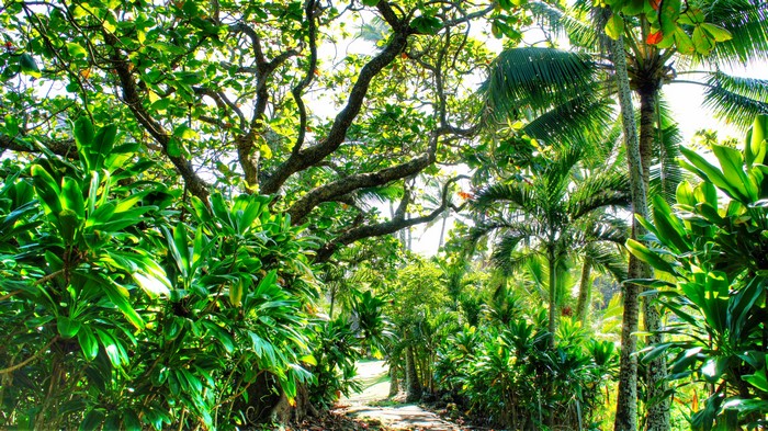 Tropical forest path with palm trees and foliage