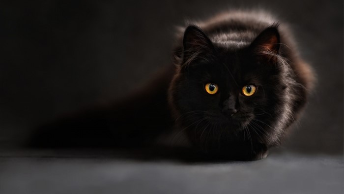 Black cat with yellow eyes on dark background