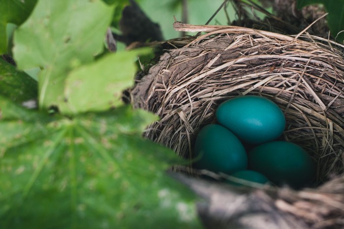Close-up of a bird's nest with robin's eggs