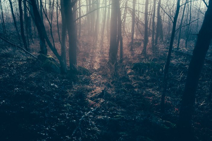 Misty forest with sunlight filtering through trees