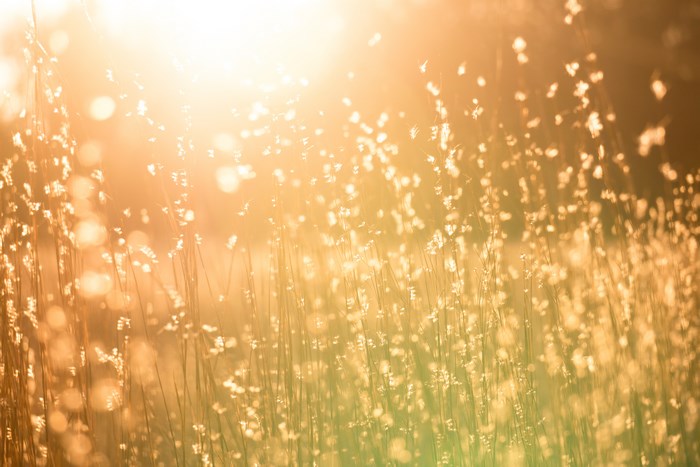 Golden grass field with sun flares and bokeh