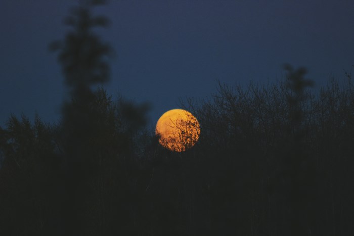 Full moon rising behind silhouetted trees at night