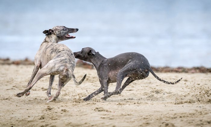 Two dogs playing on a sandy beach